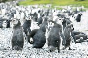 Foto: Tierra del Fuego. Gateway to the Icy Continent